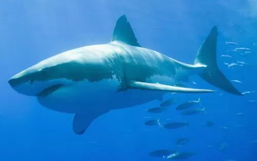 معلومات عن سمكة القرش بالصور والفيديو سحر الكون