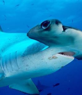 بالصور : عشر انواع غريبة من سمك القرش