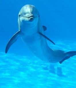معلومات عن الدلفين بالصور والفيديو