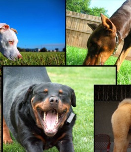 تعرف بالصور على اشرس الكلاب فى العالم