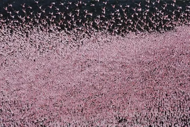 صور - مئات من طيور الفلامنجو في منظر أكثر من رائع
