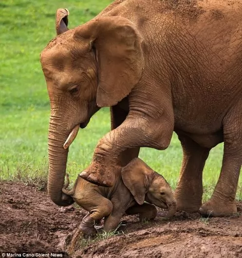 صور - في مشهد رائع - فيلة تنقذ طفلها من الغرق وتعلمه خطأه