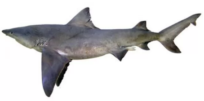 القرش النهري ذو الأسنان الرمحية