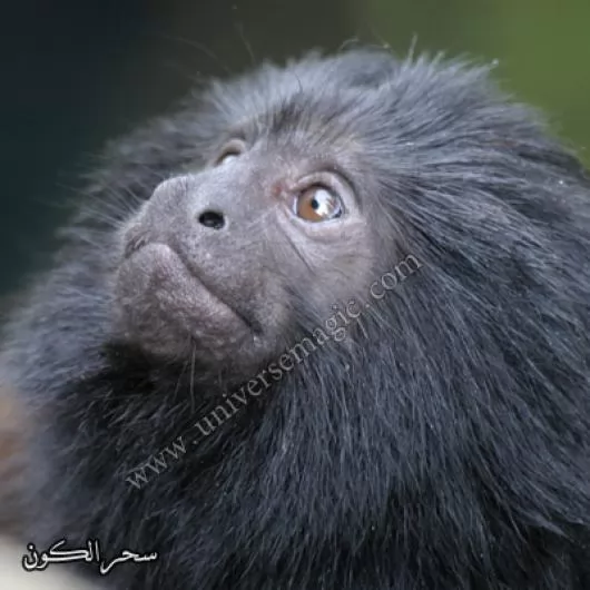 صور - قرد الأسد الأسود - نوع نادر من القردة مهدد بالانقراض