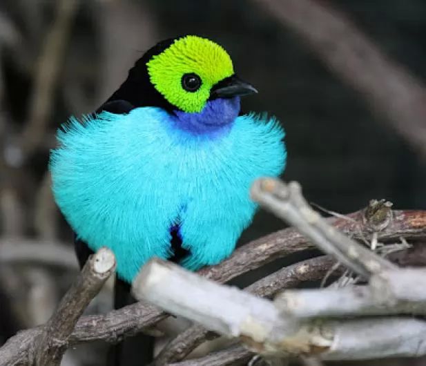 بالصور 10 من اجمل الطيور فى العالم
