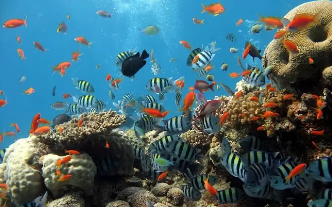 أجمل 10 أسماك ملونة في عالم البحار