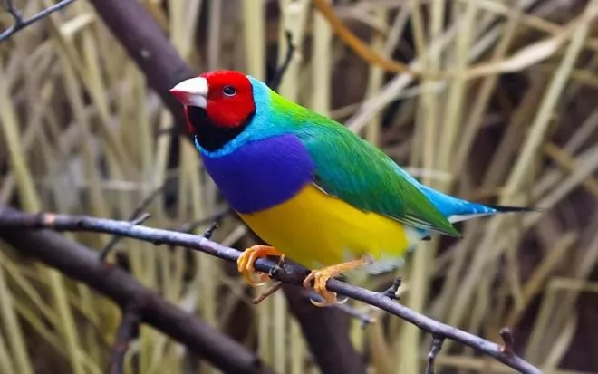 صور - جولديان فينش-واحد من ألمع الطيور وأجمل العصافير في العالم ، تعّرف عليه