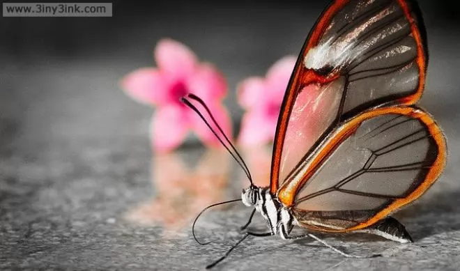 صور - من أجمل الفراشات في العالم - الفراشة الزجاجية او الشفافة