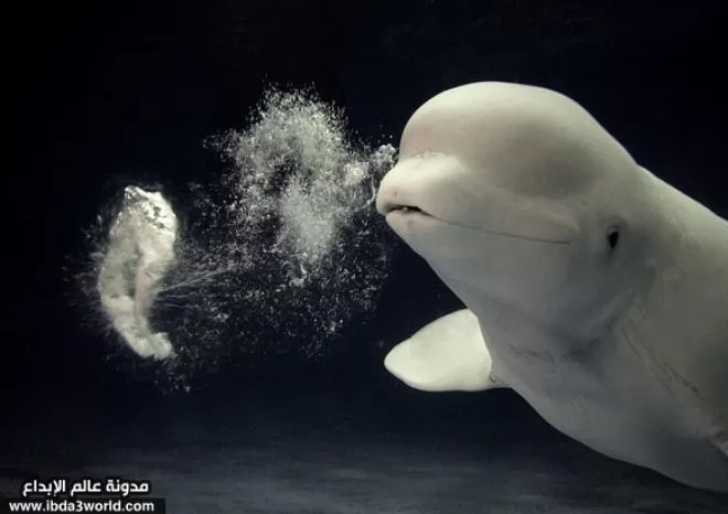 صور - صور طريفة للحوت الأبيض والذي يُعد من أذكي الكائنات البحرية
