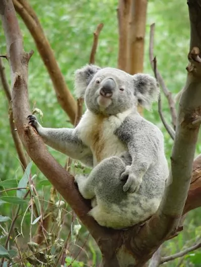 صور - 10 معلومات طريفة عن حيوان الكوالا الغريب