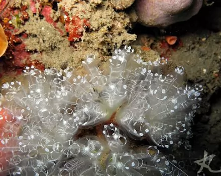 كائنات بحرية مدهشة - نافورات البحر الساحرة