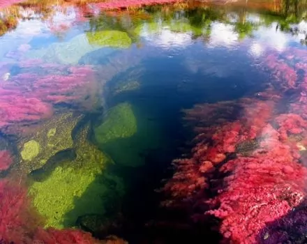 صور - نهر كانو كريستال ذو الألوان الخمسة - اجمل انهار العالم
