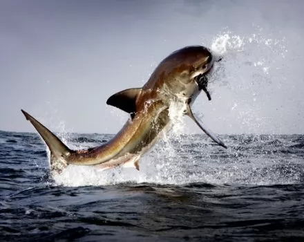 صور - جزيرة الفقمة : معركة شرسة بين أسماك القرش الأبيض العملاق و الفقمة