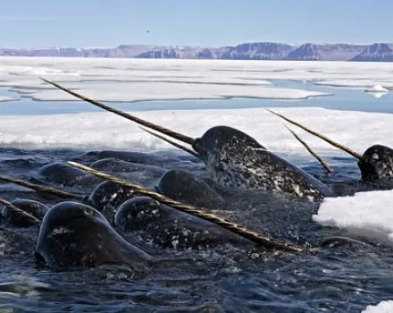 الحوت المرقط صاحب أطول سن حلزوني - احد  الحيتان بالصور و الفيديو