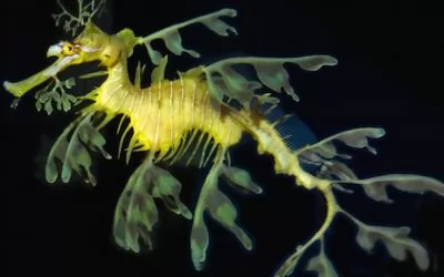 صور - تنين البحر - كائن غريب مهدد بالإنقراض