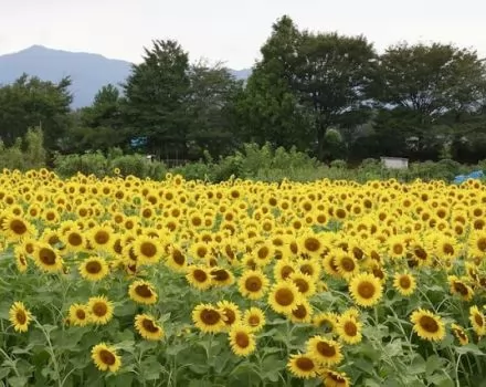 صور - مهرجان حقول عباد الشمس باليابان - مهرجان ساحر لزهور ساحرة