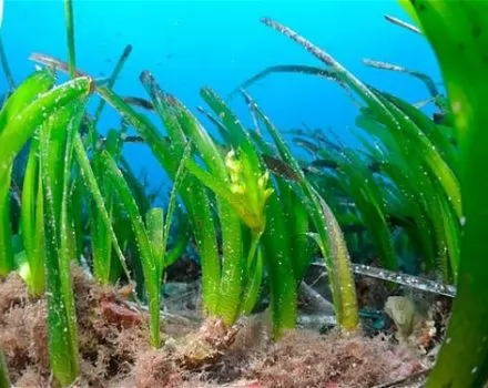 صور - أعشاب بحرية في البحر المتوسط عمرها 200 ألف سنة !!