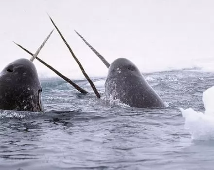 الحوت المرقط صاحب أطول سن حلزوني - احد اغرب الحيتان بالصور و الفيديو