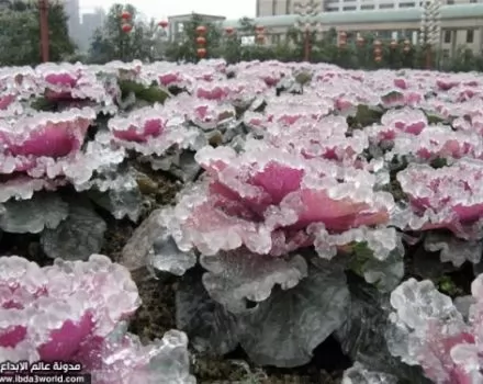 صور - ورود مغطاة بالثلج تجمع بين جمال الورود ونقاء الثلج
