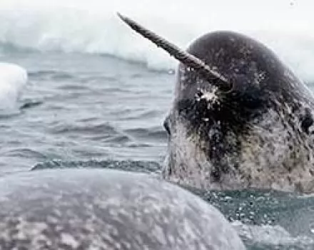 الحوت المرقط صاحب أطول سن حلزوني - احد اغرب الحيتان بالصور و الفيديو