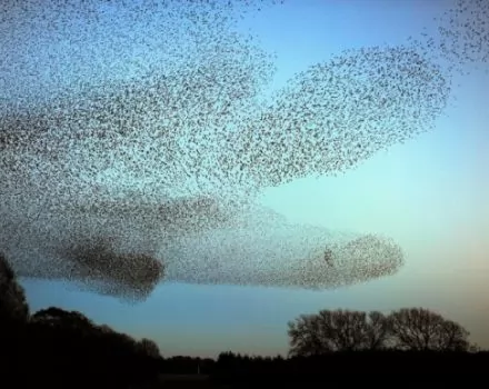 صور - ظاهرة حيرت العلماء: آلاف الطيور تقوم بعروض هوائية مدهشة !!