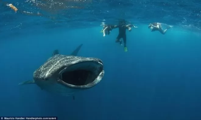 صور - رحلة إلي الأعماق : القرش الحوت - أضخم اسماك القرش بالصور