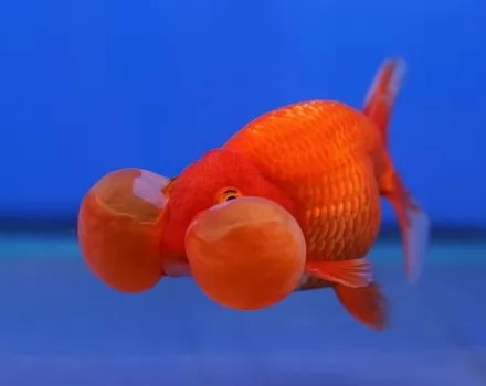 سمكة فقاعة العين: أحد أطرف و أغرب أنواع أسماك الزينة (صور + فيديو)