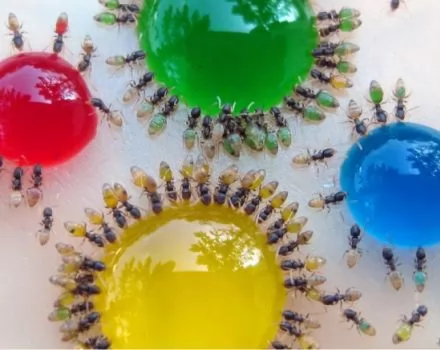 صور - صور مدهشة لنمل بمعدة شفافة - سيغير نظرتك لهذه الكائنات الصغيرة