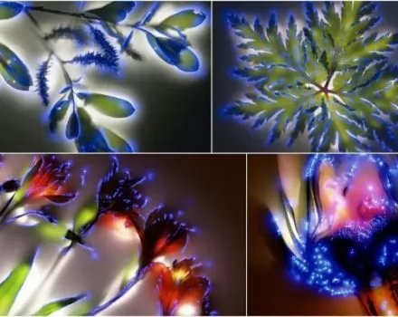 صور - أزهار متوهجة : زهور تم صدمها بشحنه كهربائية مقدارها 80 ألف فولت
