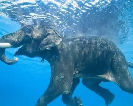 صور - فيل يستطيع السباحة افضل من اي غواص ماهر !! صور
