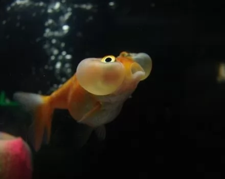 صور - سمكة فقاعة العين: أحد أطرف و أغرب أنواع أسماك الزينة بالصور