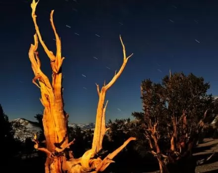 صور - عينات لاقدم شجرة في العالم بالصور