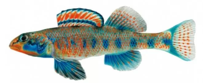 صور - سمكة اوباما : تسمية نوع من الأسماك بإسم رئيس الولايات المتحدة الأمريكية أوباما
