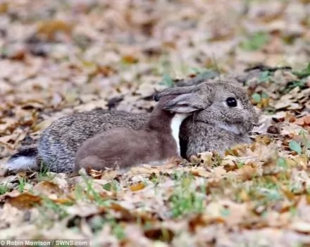 صور - حيوان القاقم الصغير يقتل أرنب ليأكله الثعلب بعد معركة دامت 20 دقيقة