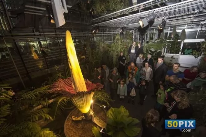 صور - أطول زهرة في العالم| طولها 27 متراً ورائحتها مثل اللحم الفاسد
