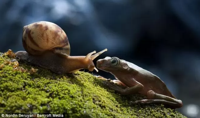 صور - بالصور صداقة قوية بين حلزون وضفدع