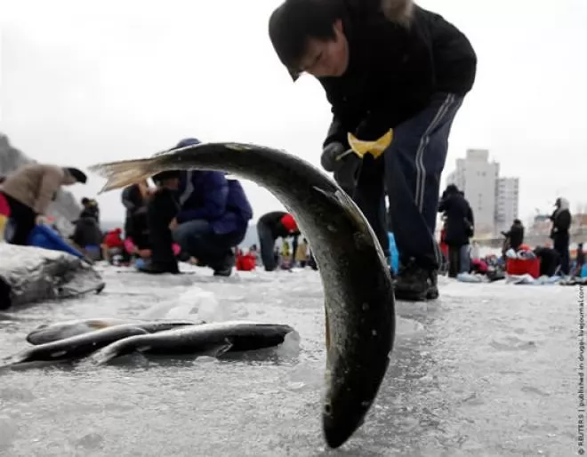 صور - مليون شخص في اكبر احتفالية لصيد السمك في العالم
