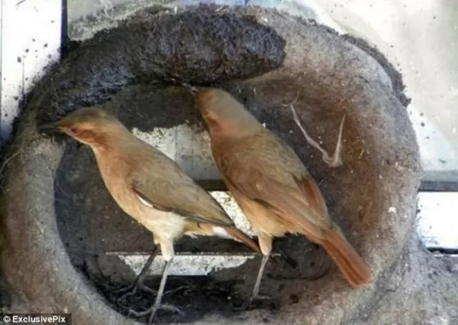 صور - عش الحب : بالصور طيور تقوم ببناء منازلها قبل موسم التزاوج