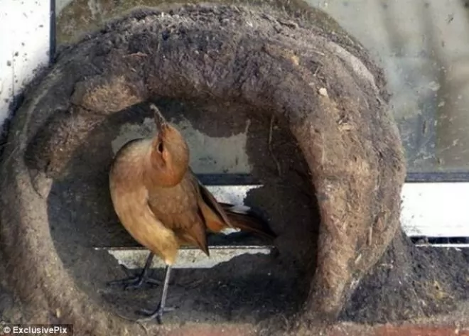 صور - عش الحب : بالصور طيور تقوم ببناء منازلها قبل موسم التزاوج