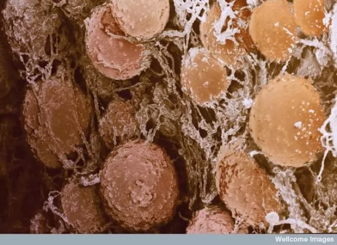صور - رحلة إلى داخل جسم الإنسان بتفاصيله تحت الميكروسكوب