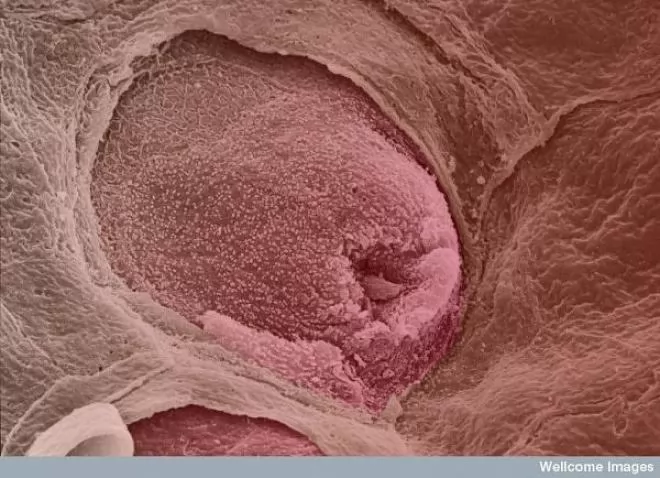 صور - رحلة إلى داخل جسم الإنسان بتفاصيله تحت الميكروسكوب