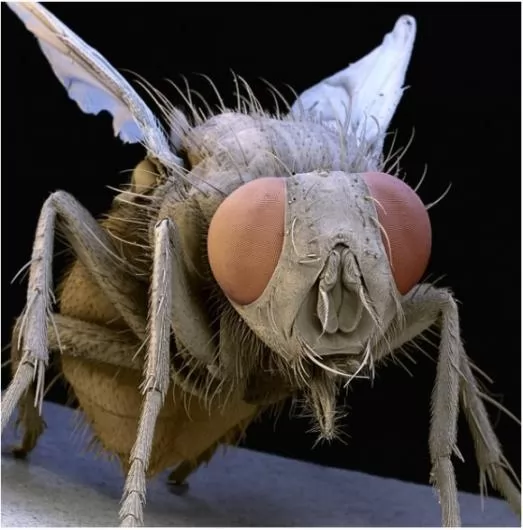 صور - حياة حشرة تحت الميكروسكوب – تفاصيل للحشرات لم تكن تعرفها قبل ذلك
