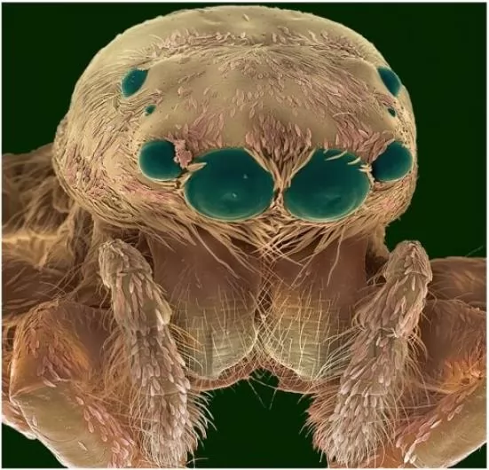 صور - حياة حشرة تحت الميكروسكوب – تفاصيل للحشرات لم تكن تعرفها قبل ذلك