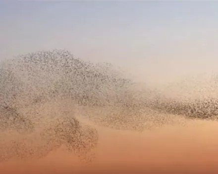 صور - ظاهرة عجيبة : آلاف من الطيور ترقص بشكل لا يصدق