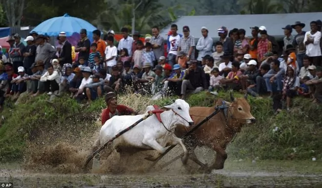 صور - صور سباق للبقر و الثيران بأندونيسيا كل عام !
