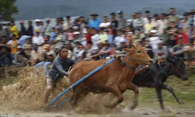 صور - صور سباق للبقر و الثيران بأندونيسيا كل عام !