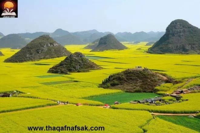 صور - ضمن أروع مناظر الطبيعة : حقول اللفت فى ليبونج بالصين