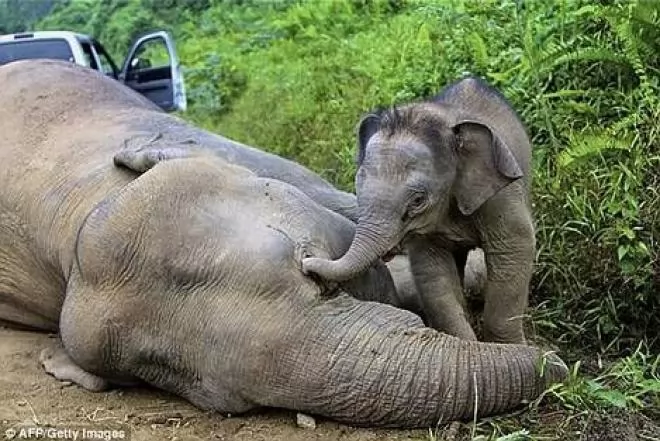 صور - فيل صغير يحاول يائساً إيقاظ أمه الميتة