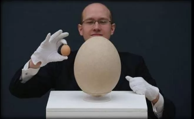 صور - بالصور: أكبر بيضة لطائر تباع بمبلغ باهظ