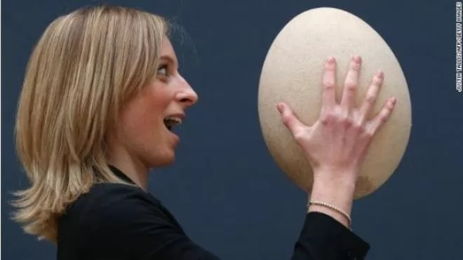 صور - بالصور: أكبر بيضة لطائر تباع بمبلغ باهظ